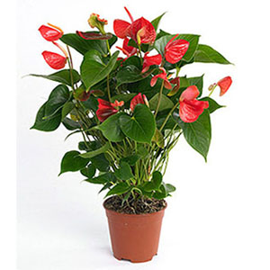 Pianta di Anthurium