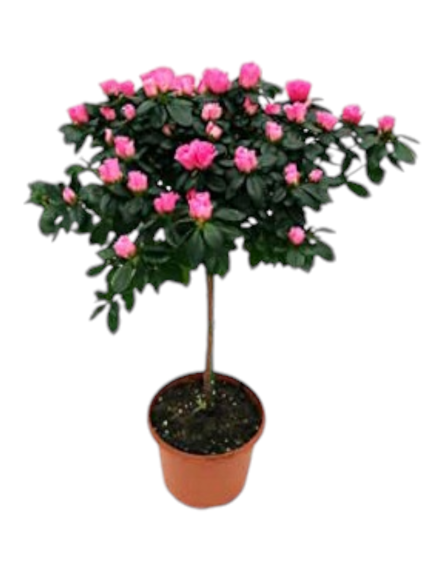 Azalea ad alberello - immagine 2