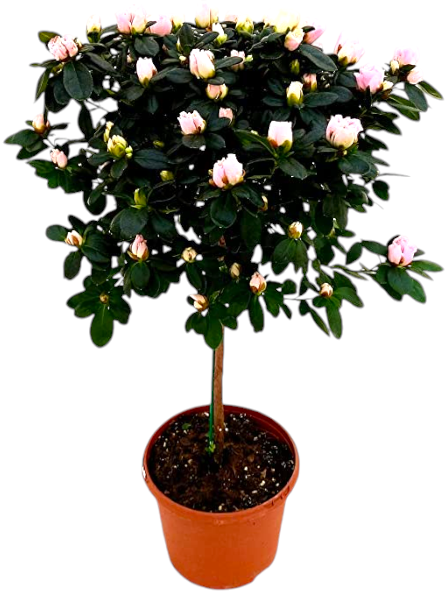 Azalea ad alberello - immagine 3