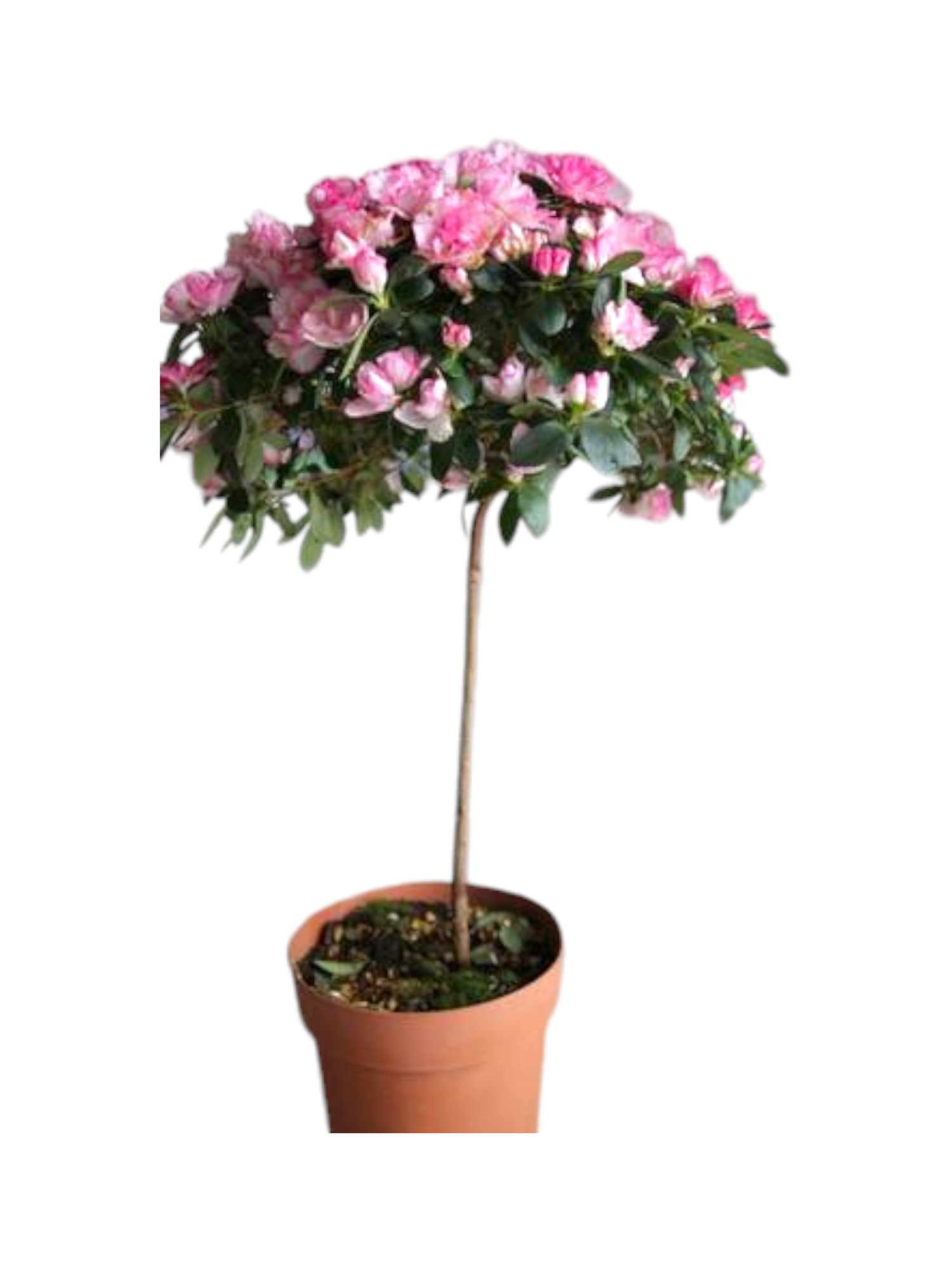 Azalea ad alberello - immagine 4