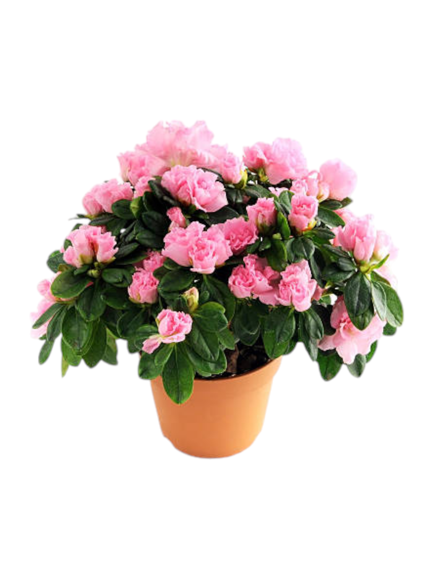 Azalea a cespuglio