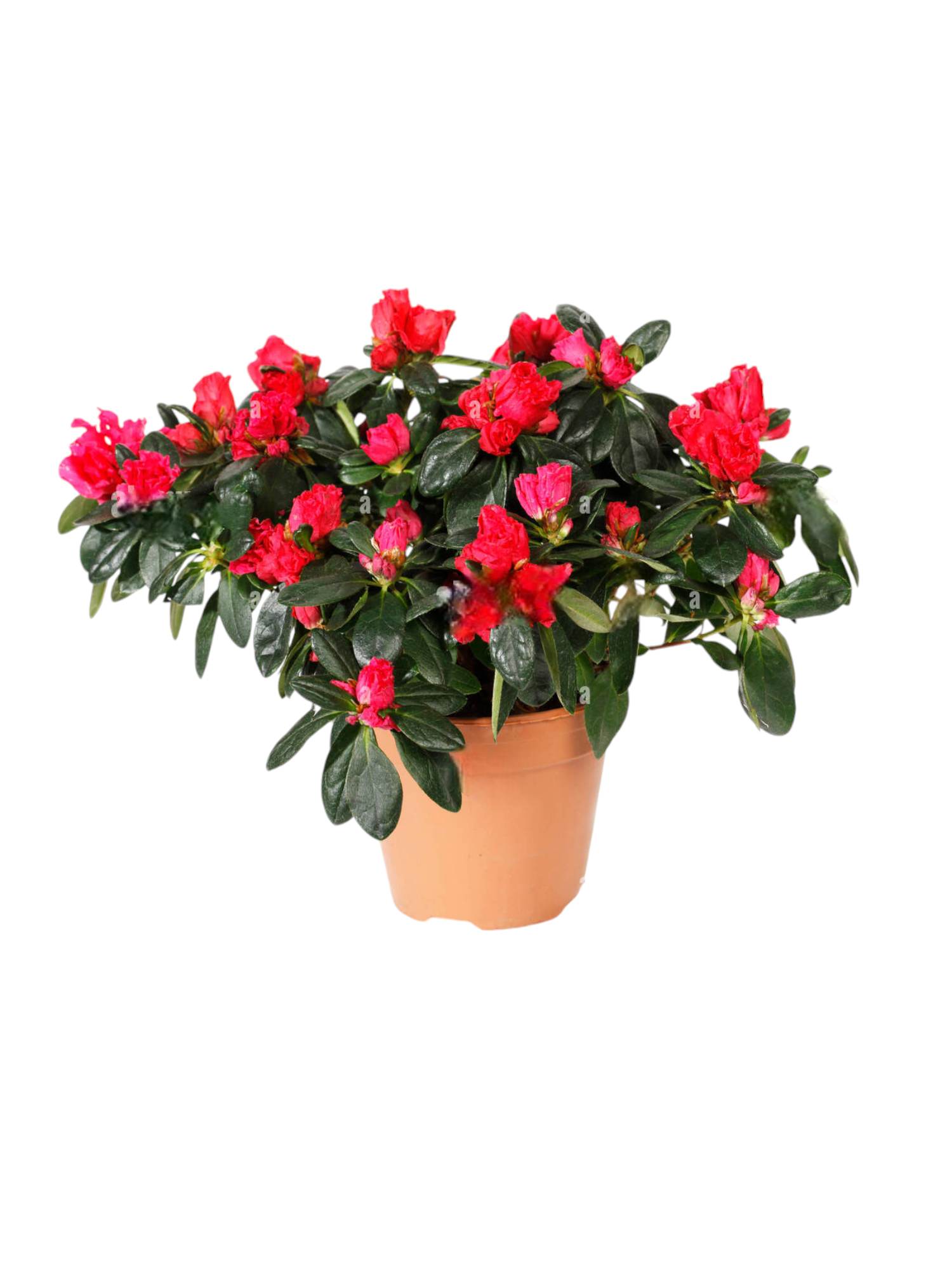 Azalea a cespuglio - immagine 2