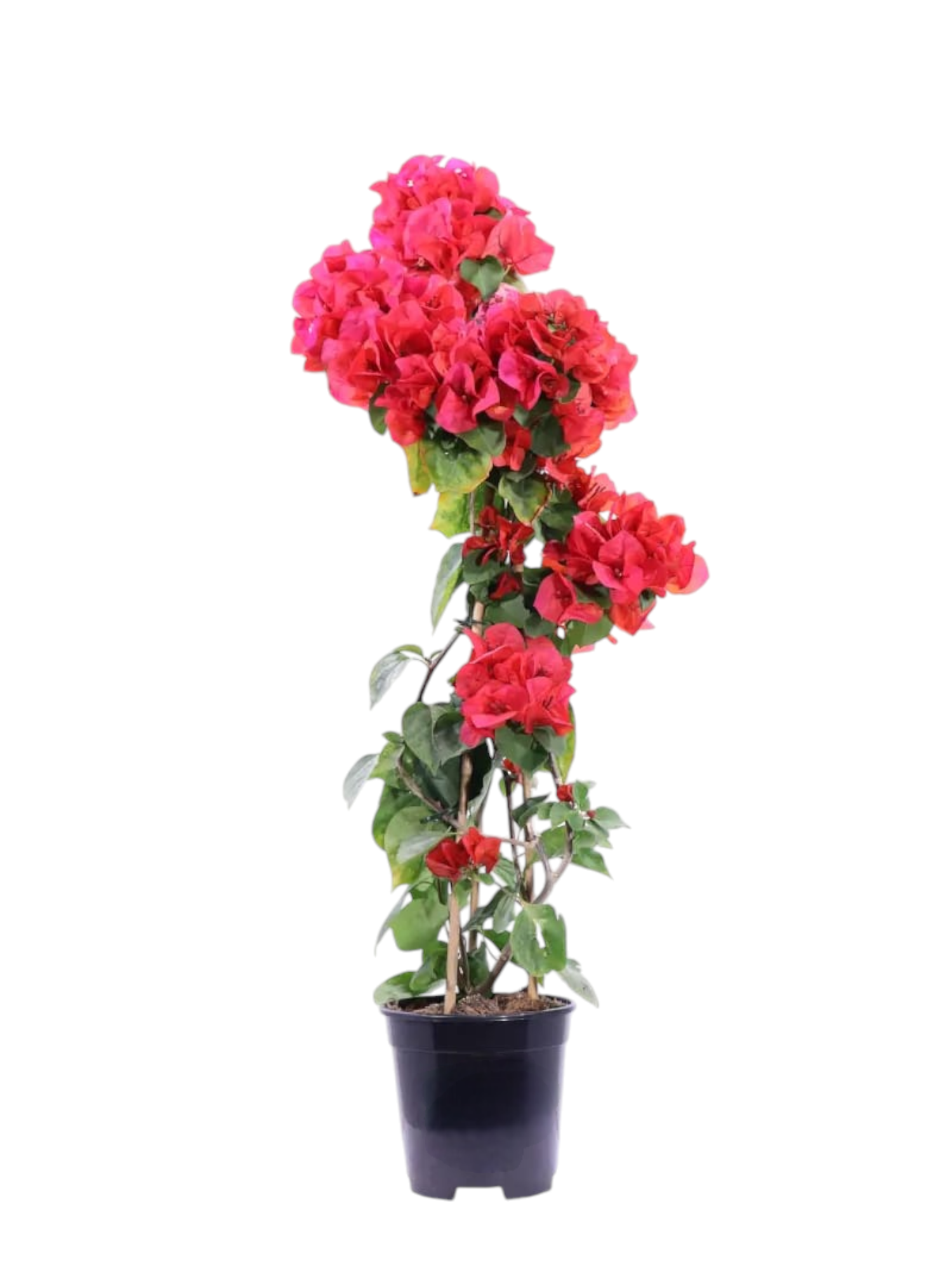 Pianta Bougainvillea rampicante - immagine 2