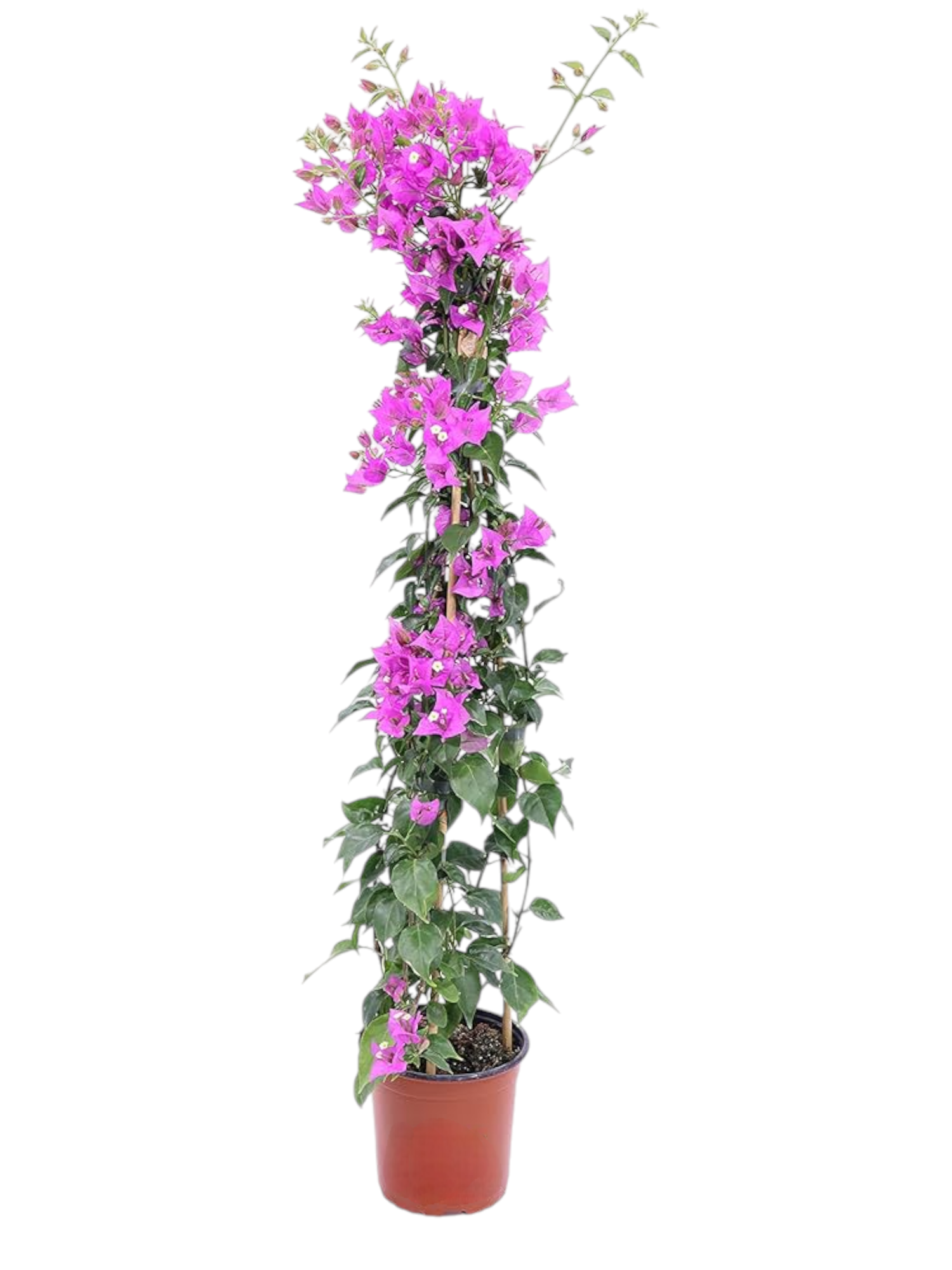 Pianta Bougainvillea rampicante - immagine 3