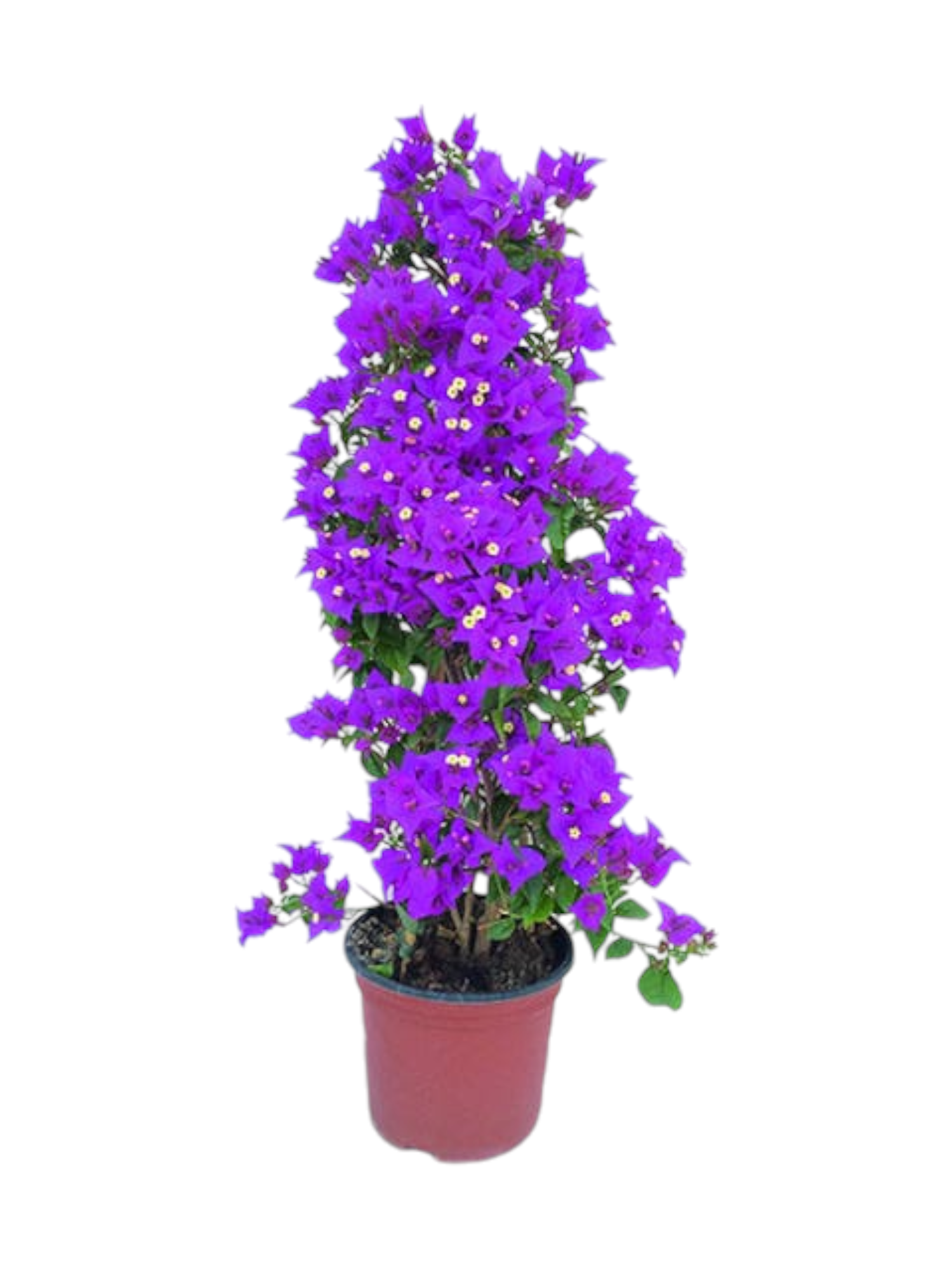 Pianta Bougainvillea rampicante - immagine 4