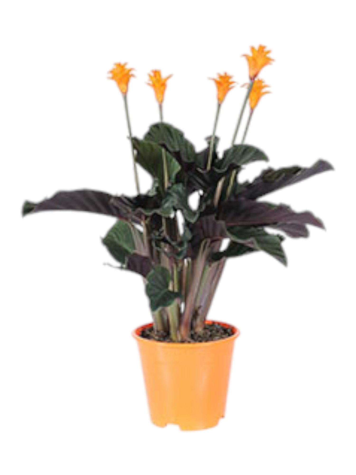 Calathea crocata