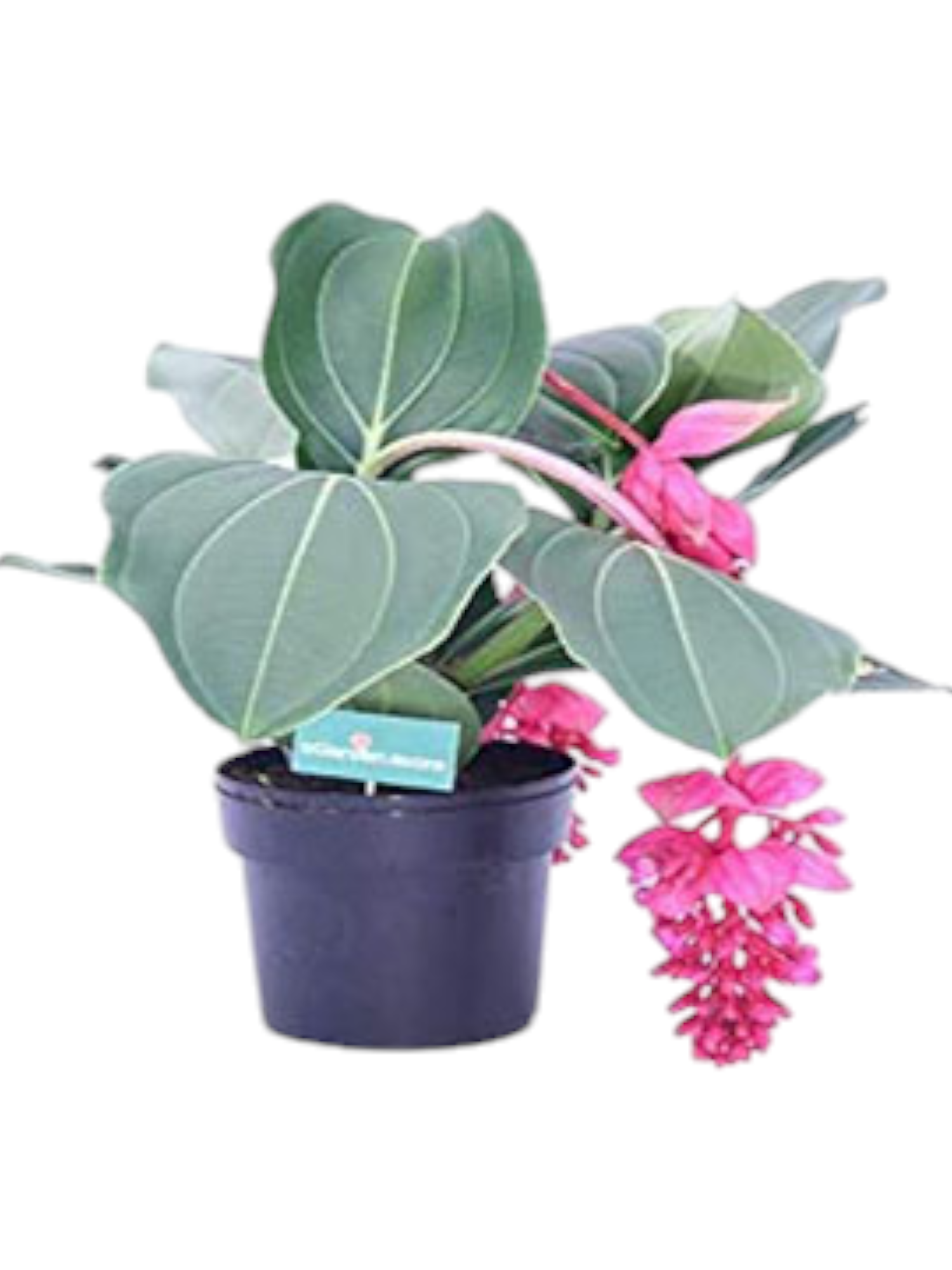 Medinilla