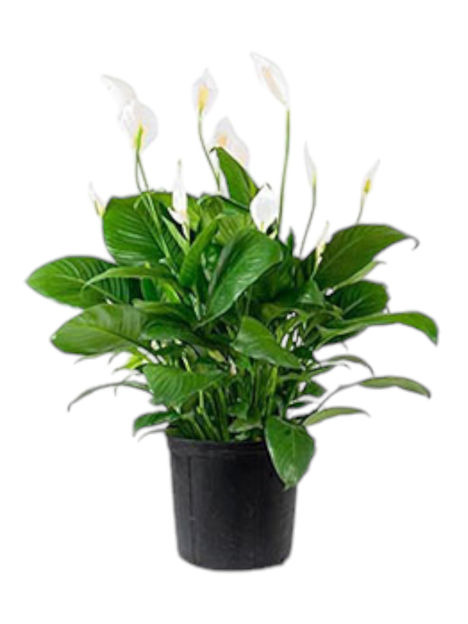 Spathiphyllum