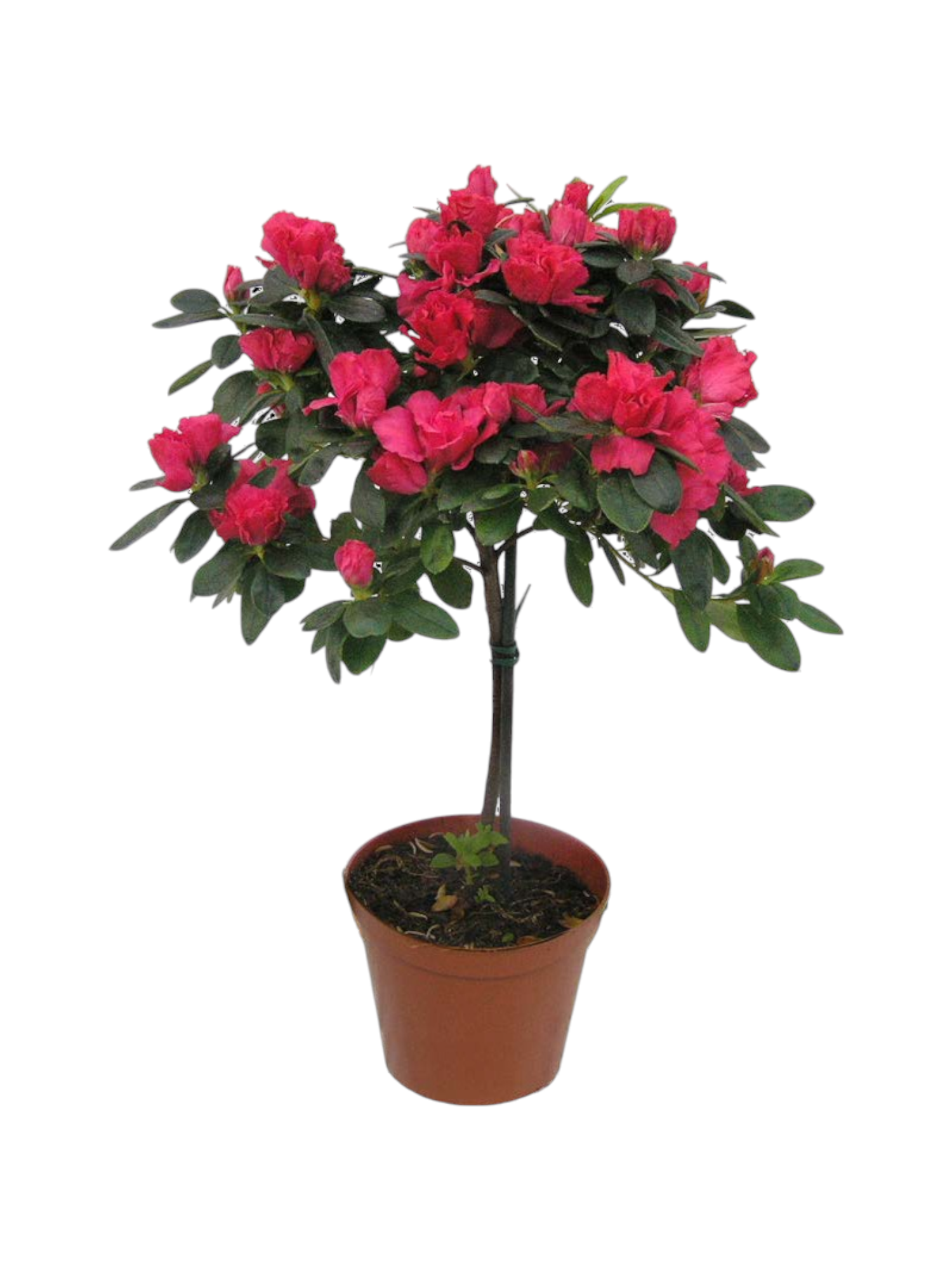 Azalea alberello