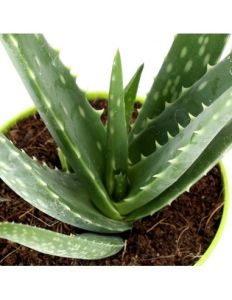 Aloe vera - immagine 2