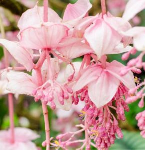 Medinilla - immagine 2
