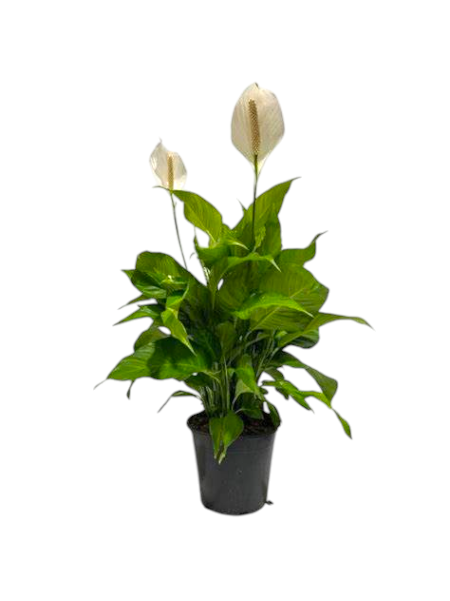 Spathiphyllum