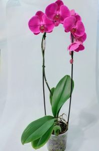 Featured image for “Orchida Phalaenopsis ad arco a fiore grande”