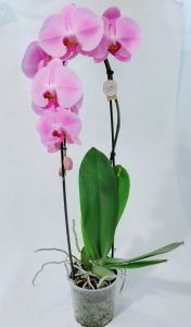 Orchida Phalaenopsis ad arco a fiore grande - immagine 6