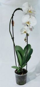 Orchida Phalaenopsis ad arco a fiore grande - immagine 7