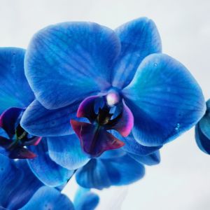 Orchidea Phalaenopsis blu - immagine 2