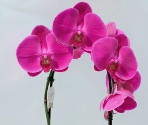 Orchida Phalaenopsis ad arco a fiore grande - immagine 4