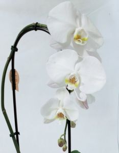 Orchida Phalaenopsis ad arco a fiore grande - immagine 3