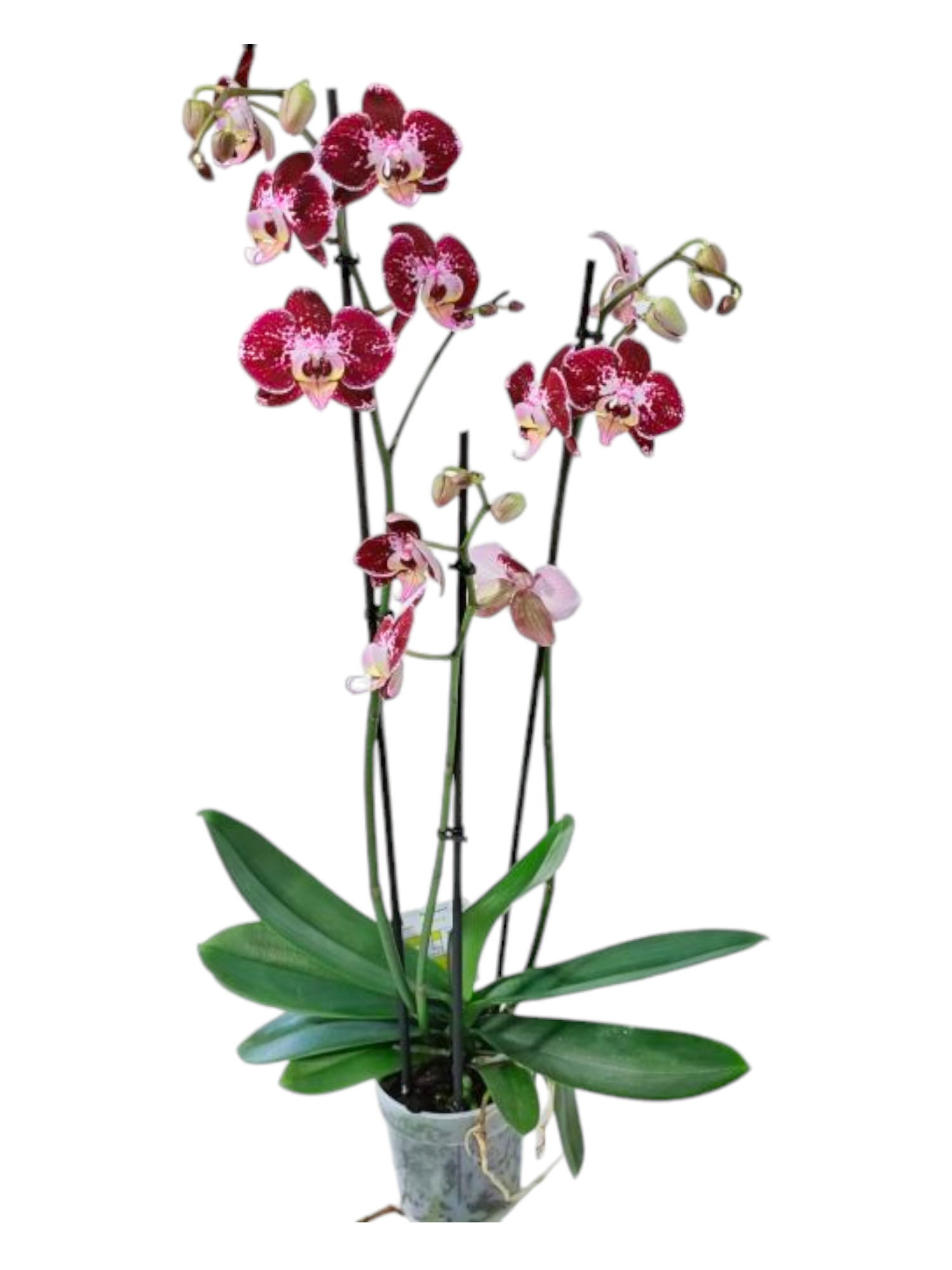 Featured image for “Orchidea Phalaenopsis a 3 rami bicolore”