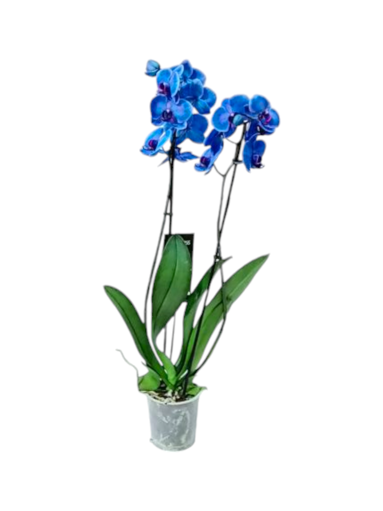 Orchidea Phalaenopsis blu