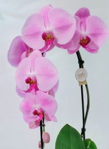 Orchida Phalaenopsis ad arco a fiore grande - immagine 2