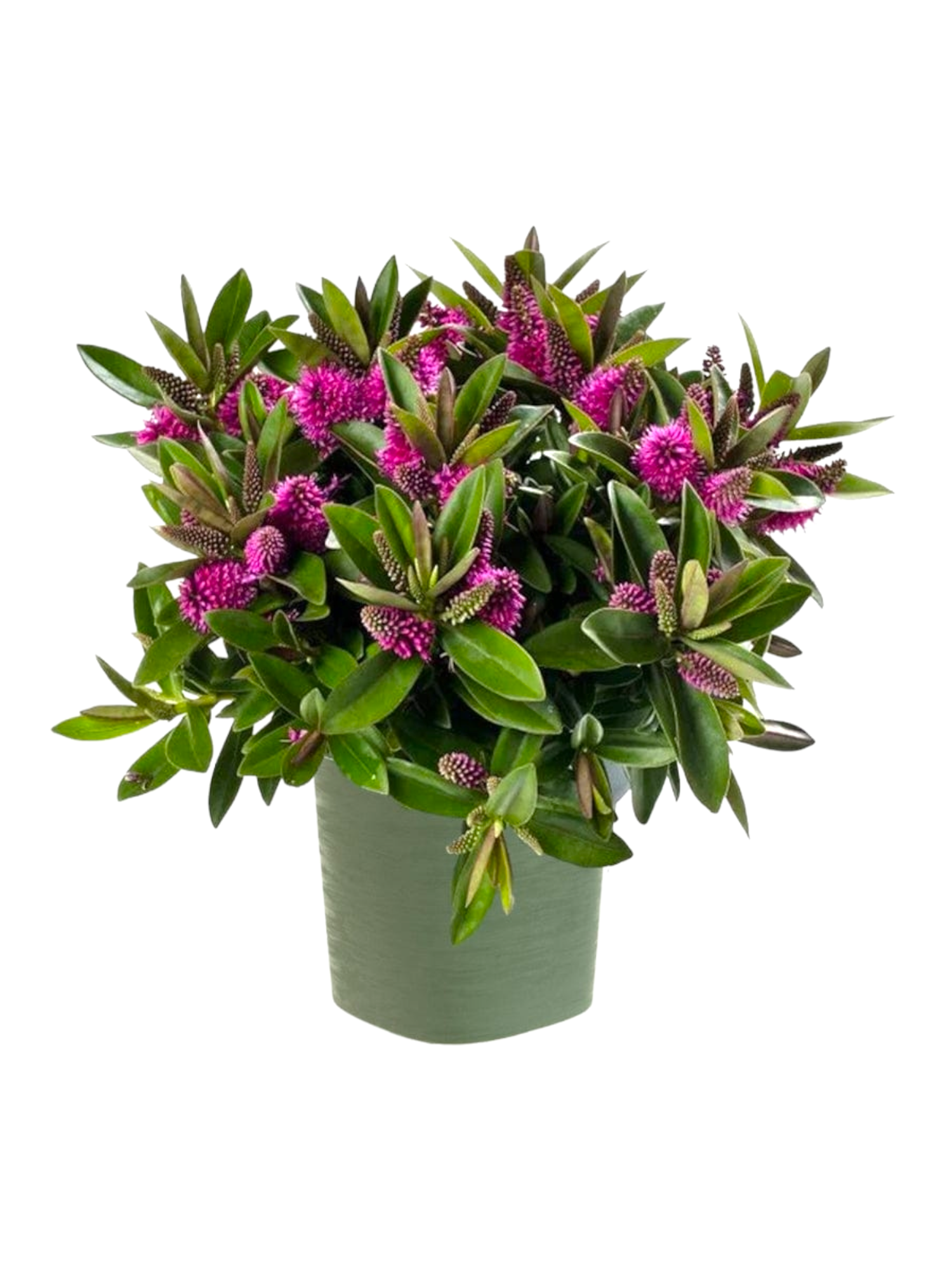 Pianta di Veronica