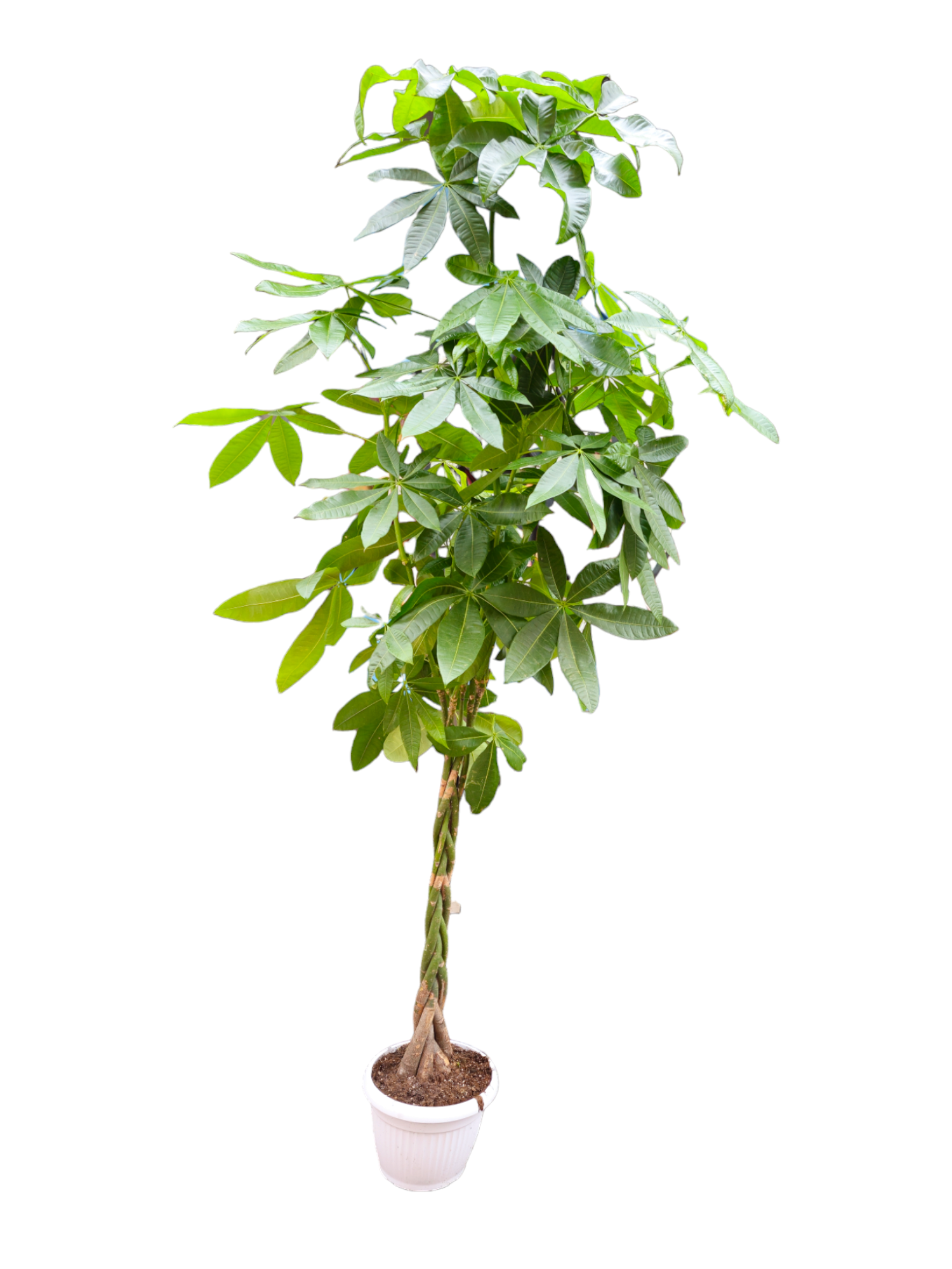 Pachira XL