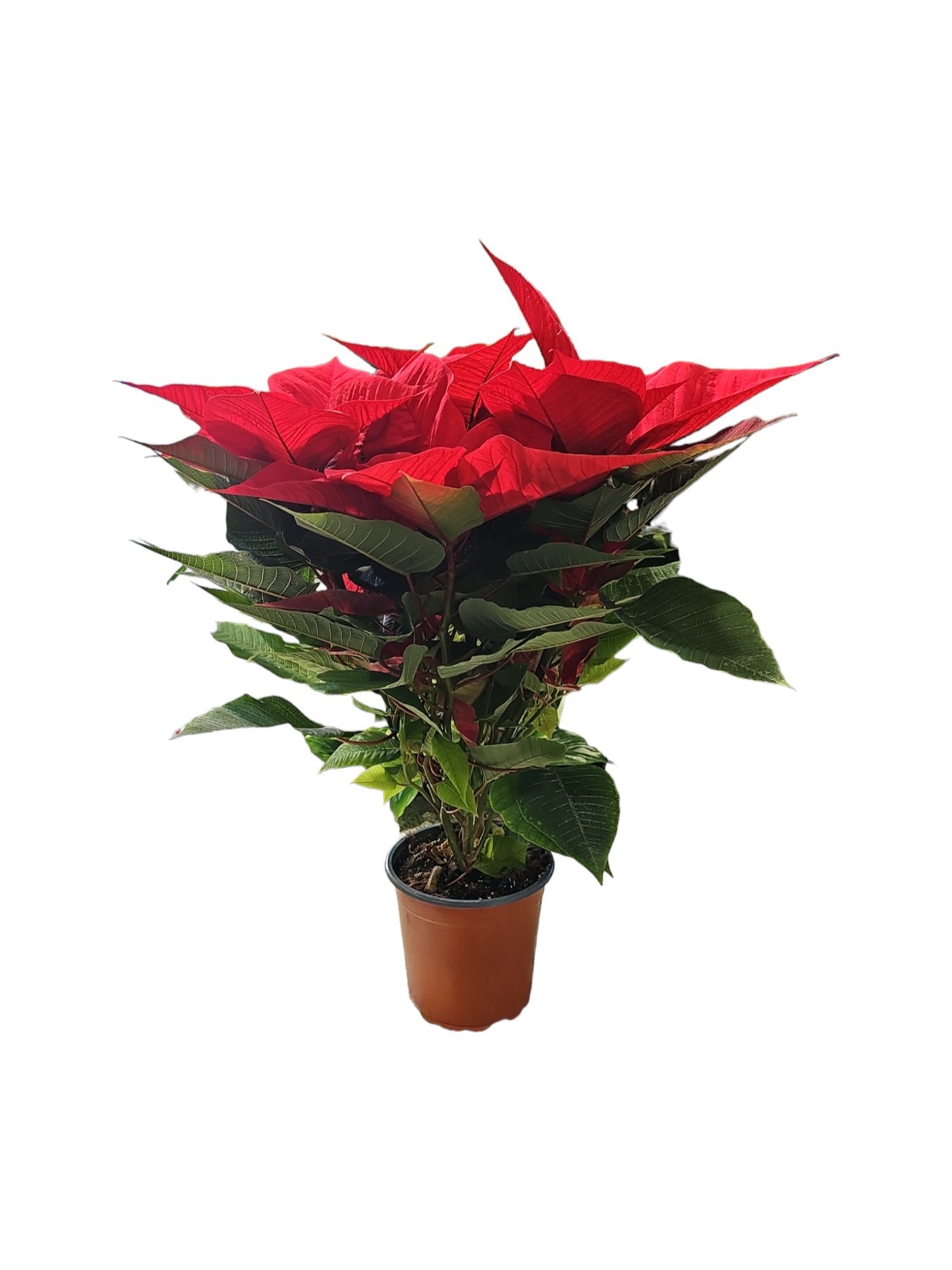 stella di natale piccola