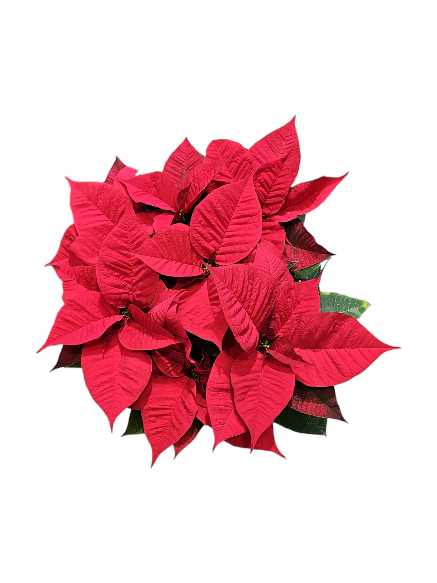 Stella di natale - immagine 2