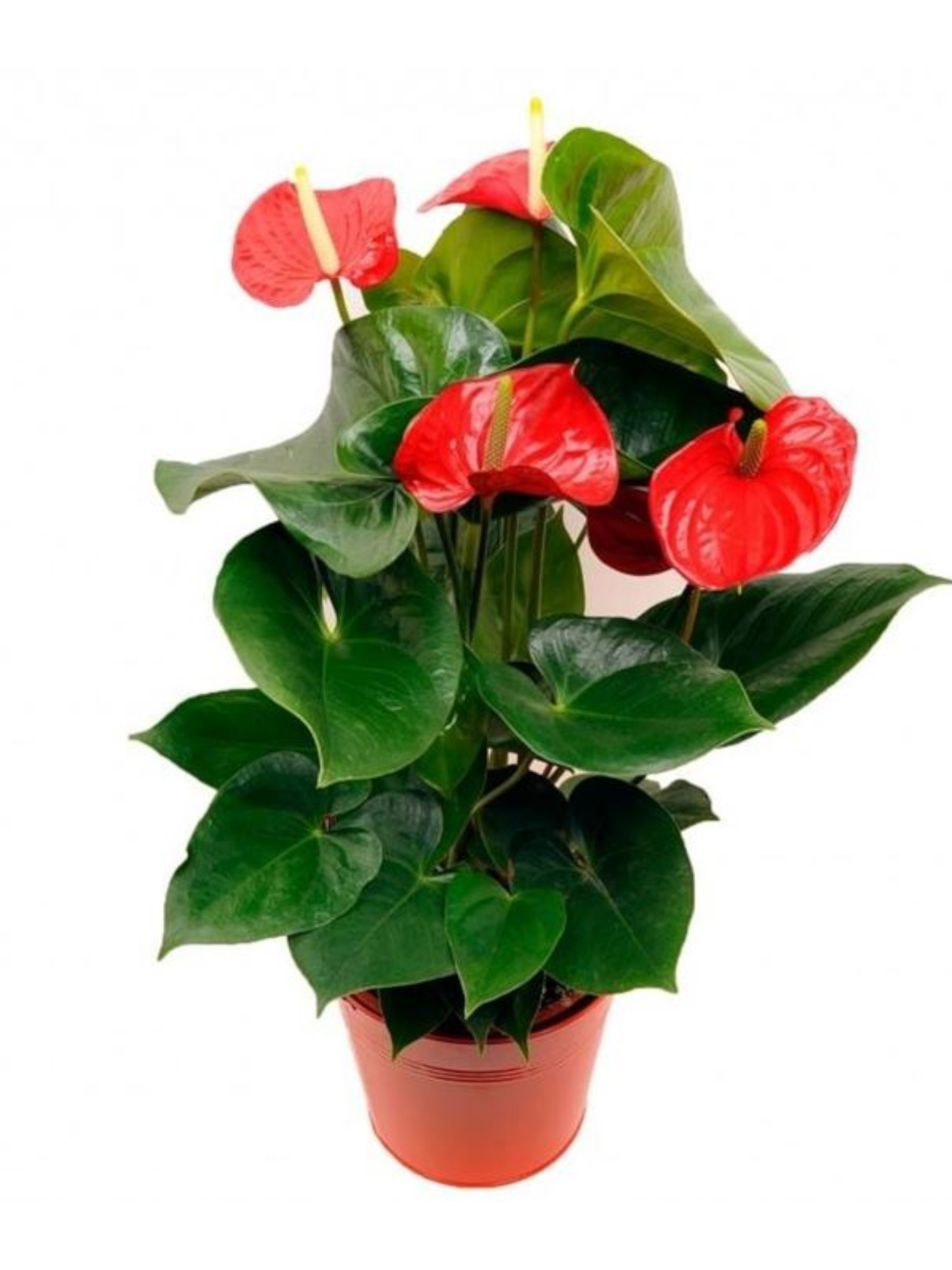Anthurium
