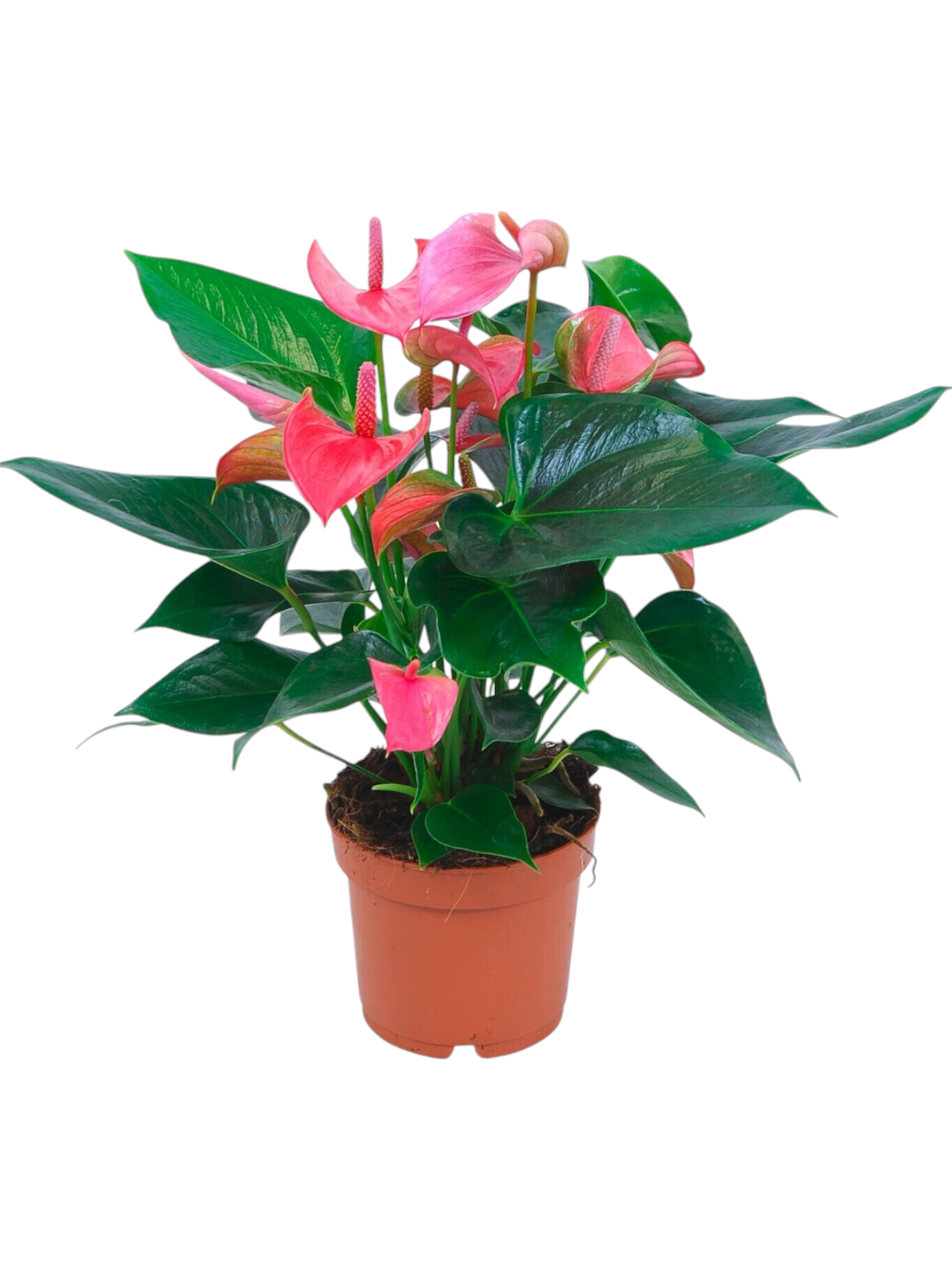 Anthurium