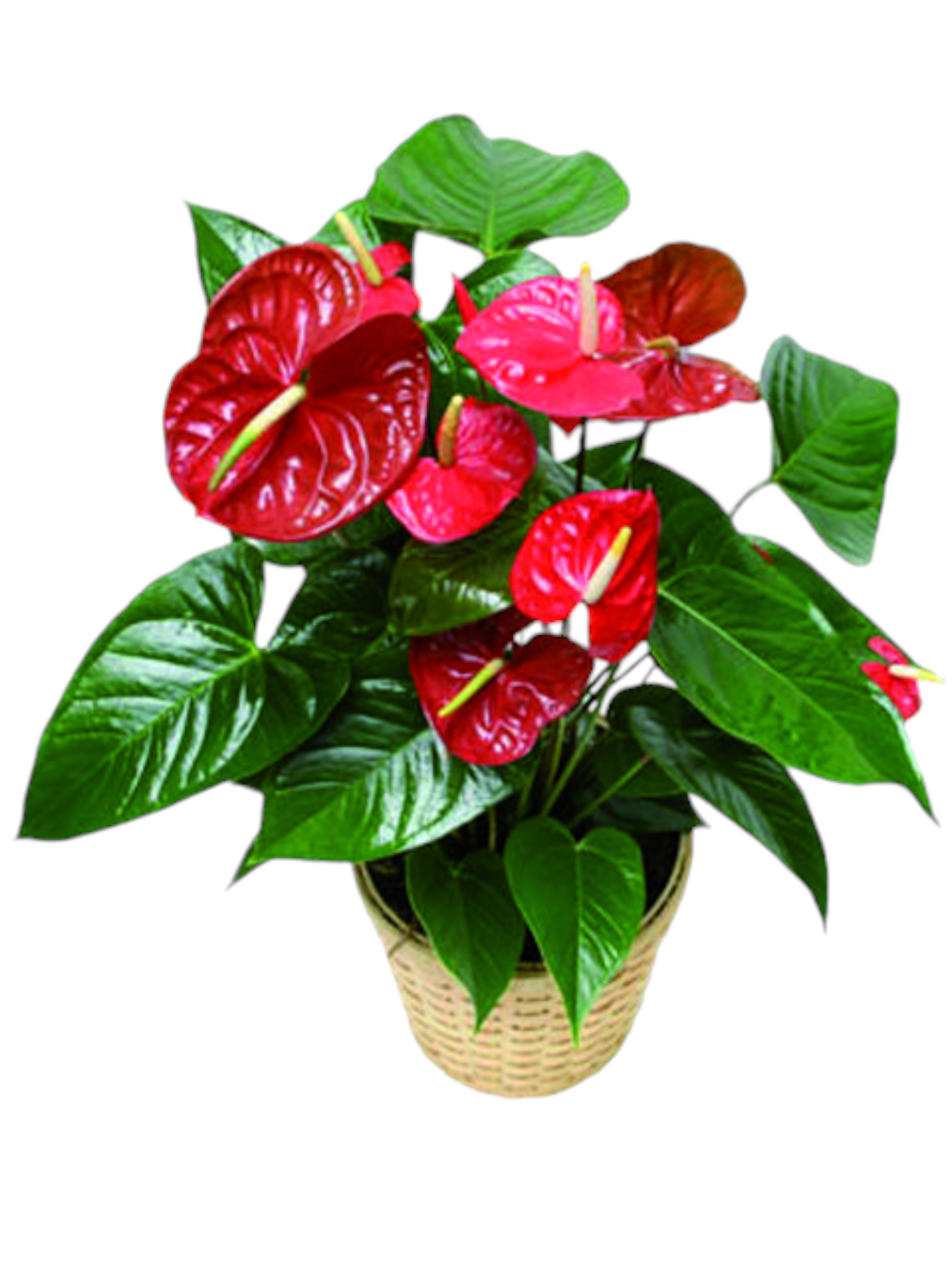 Anthurium