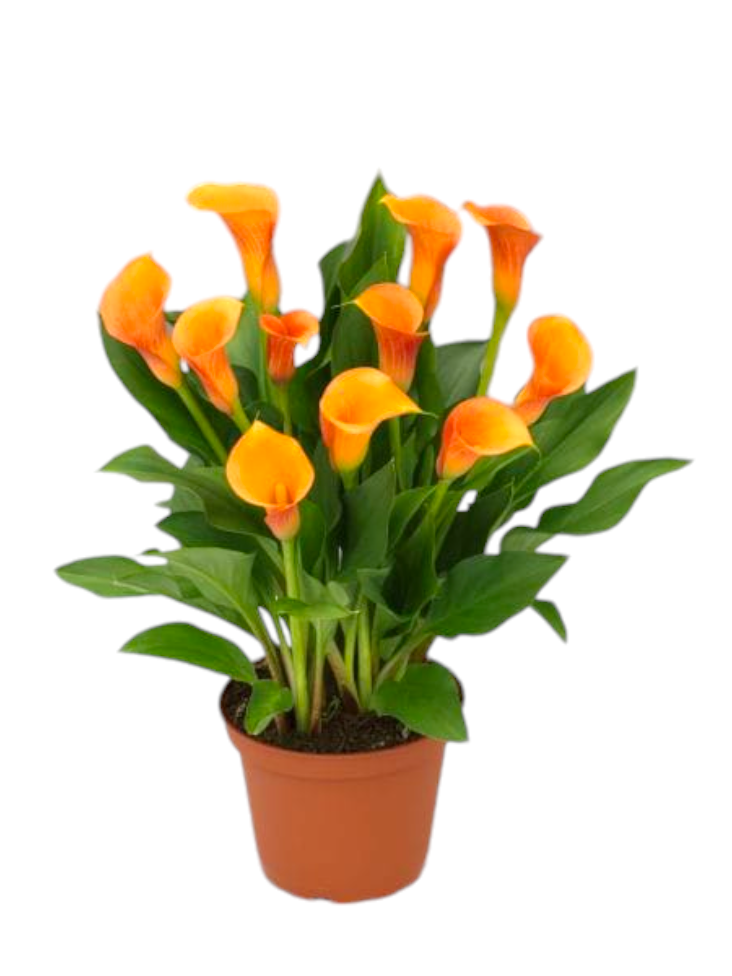 Calla arancione