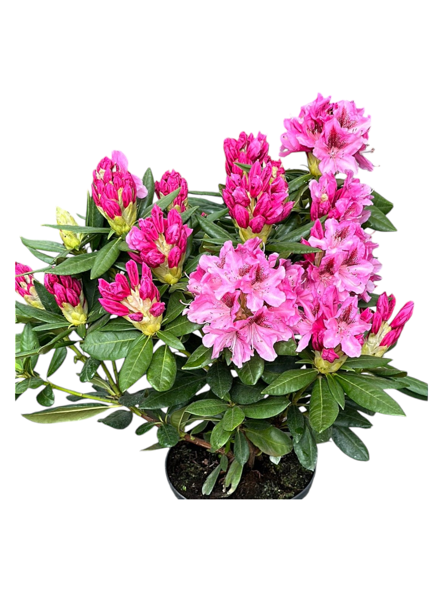 Rododendro rosa