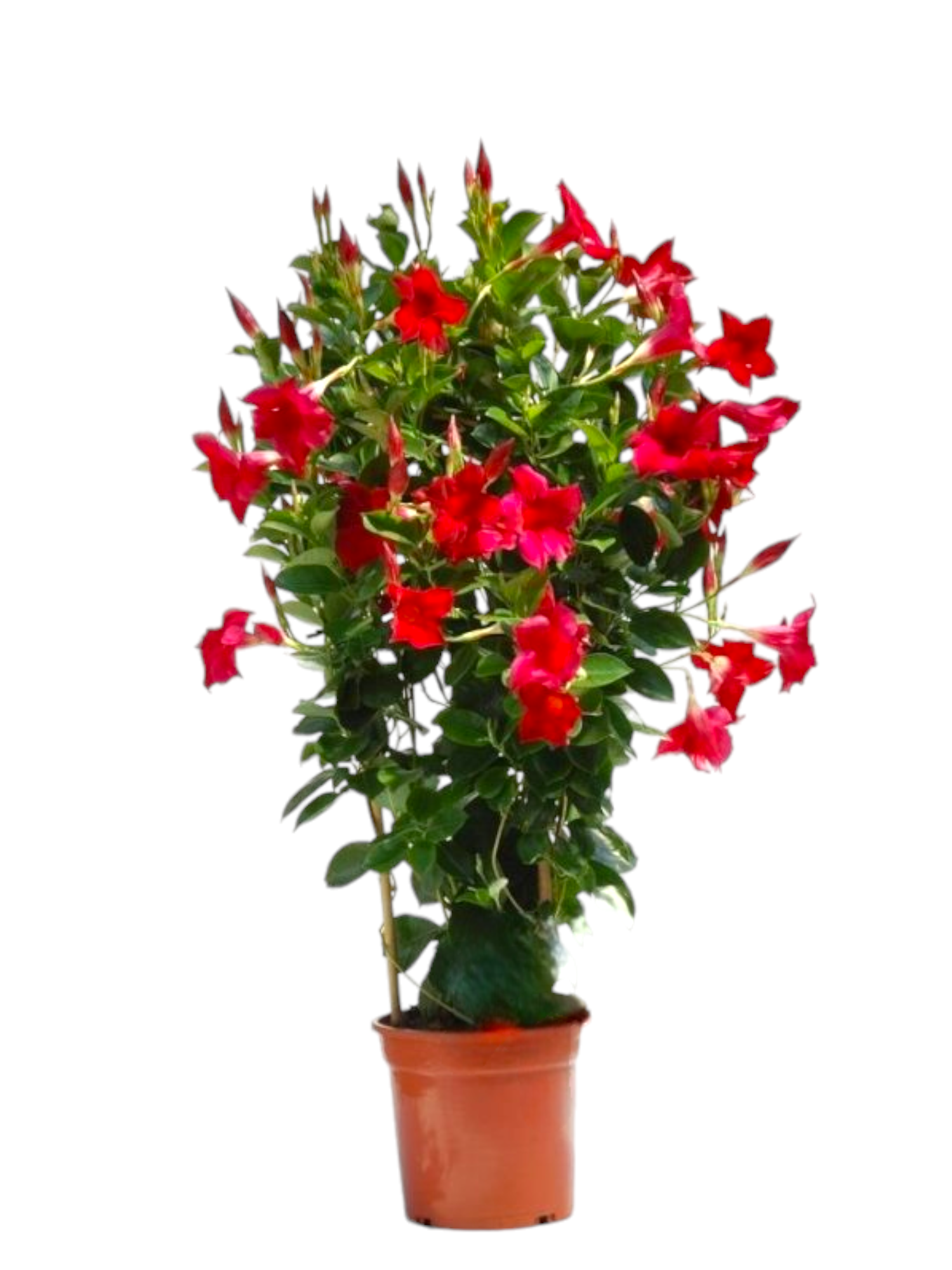 Dipladenia a spagliera
