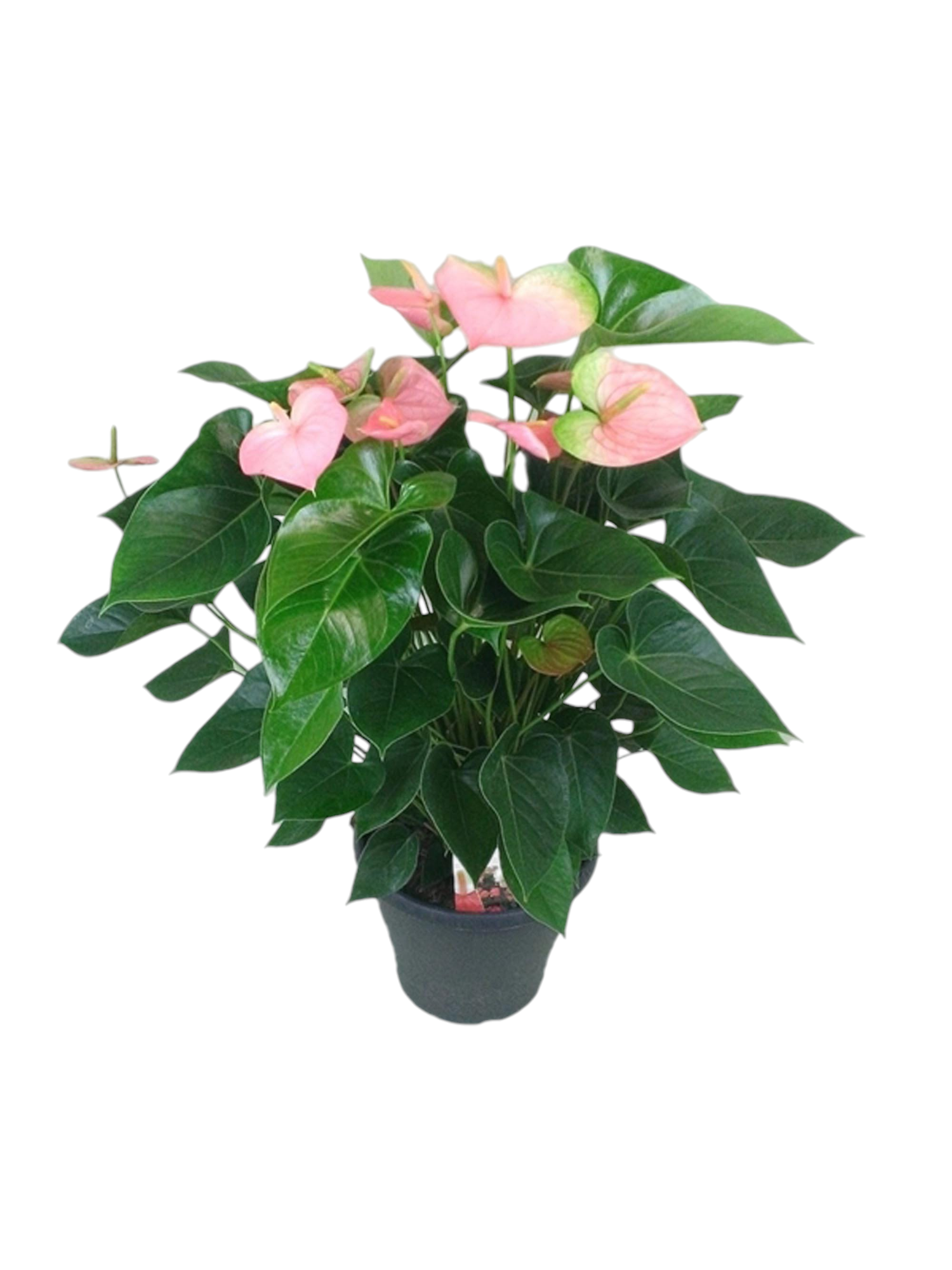Anthurium - immagine 2