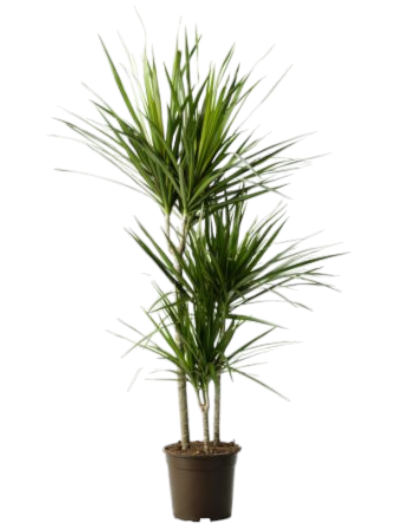 Dracena Grande
