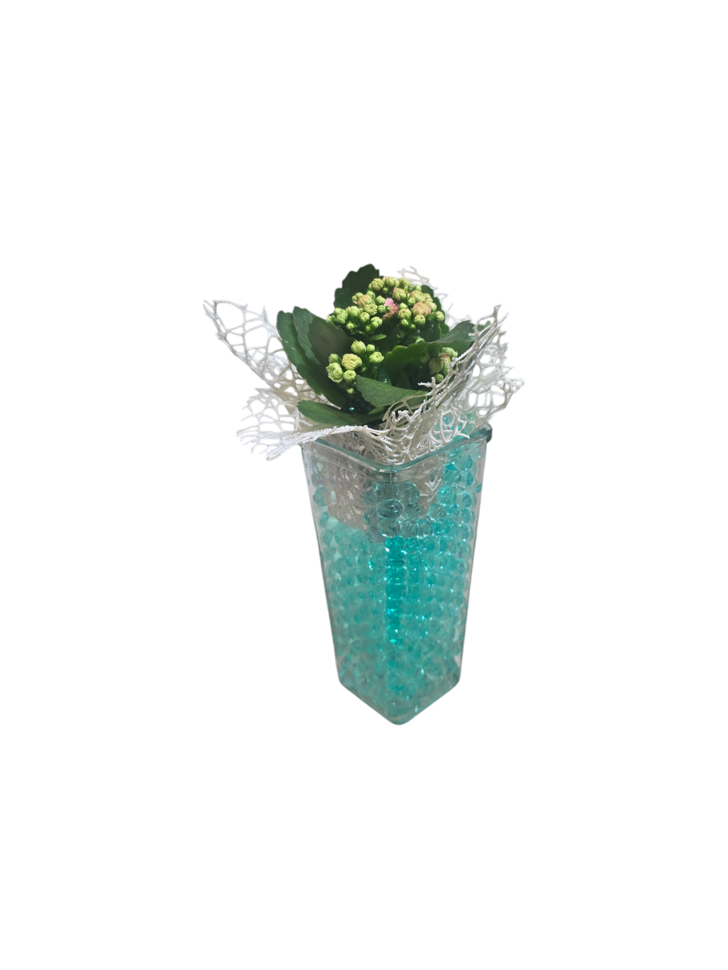 Pianta di kalanchoe
