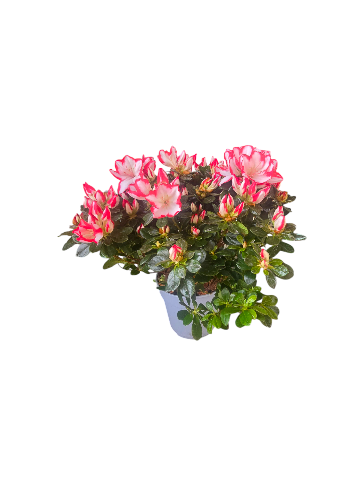 Azalea media - immagine 2