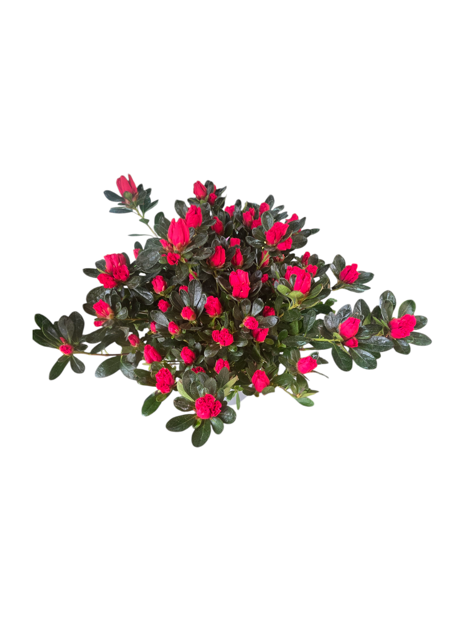 Azalea media - immagine 4