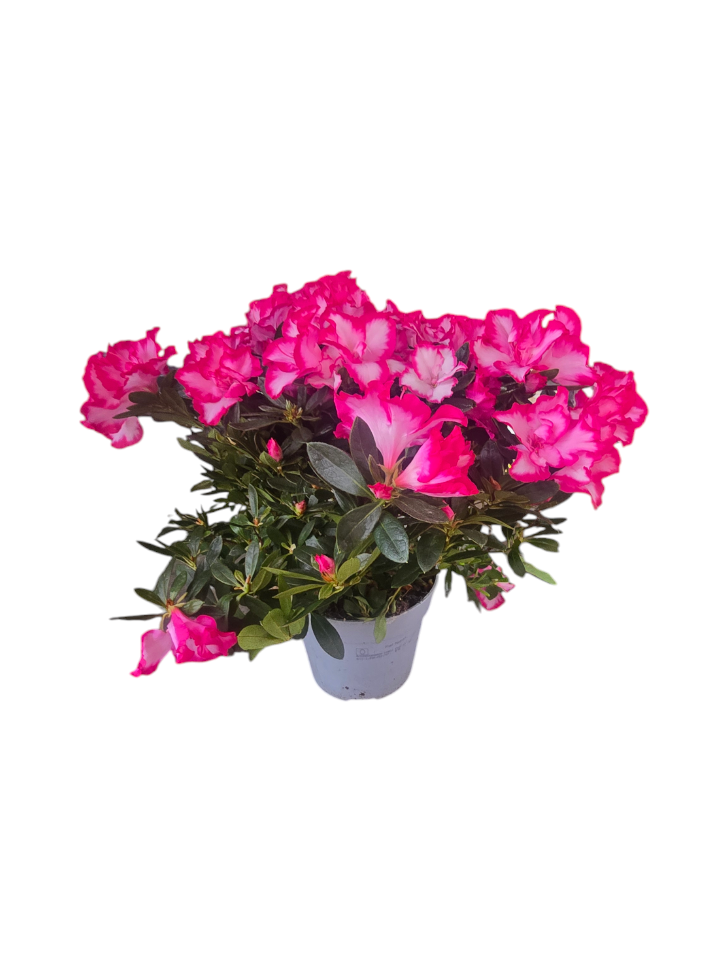 Azalea media - immagine 5