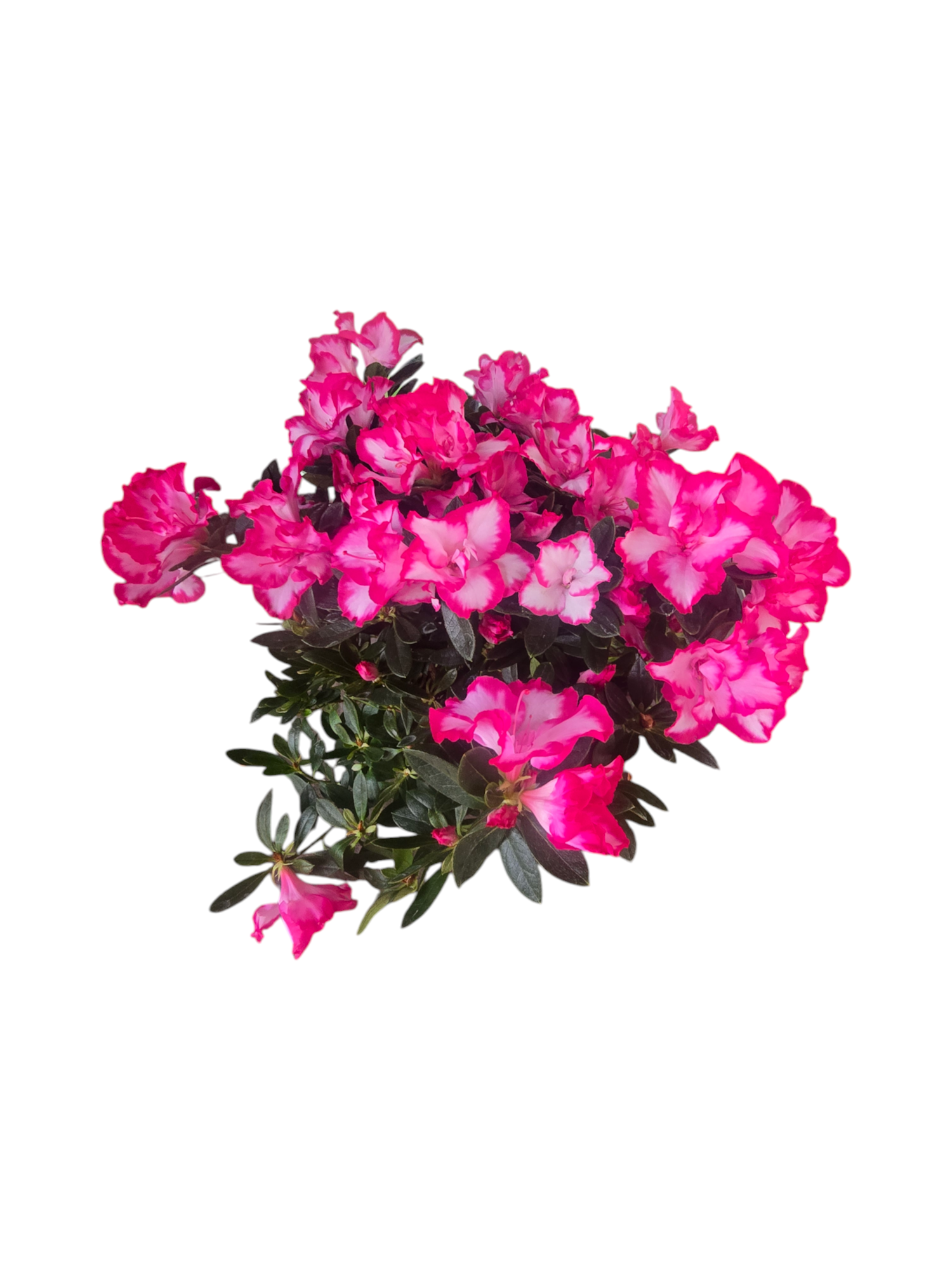 Azalea media - immagine 6