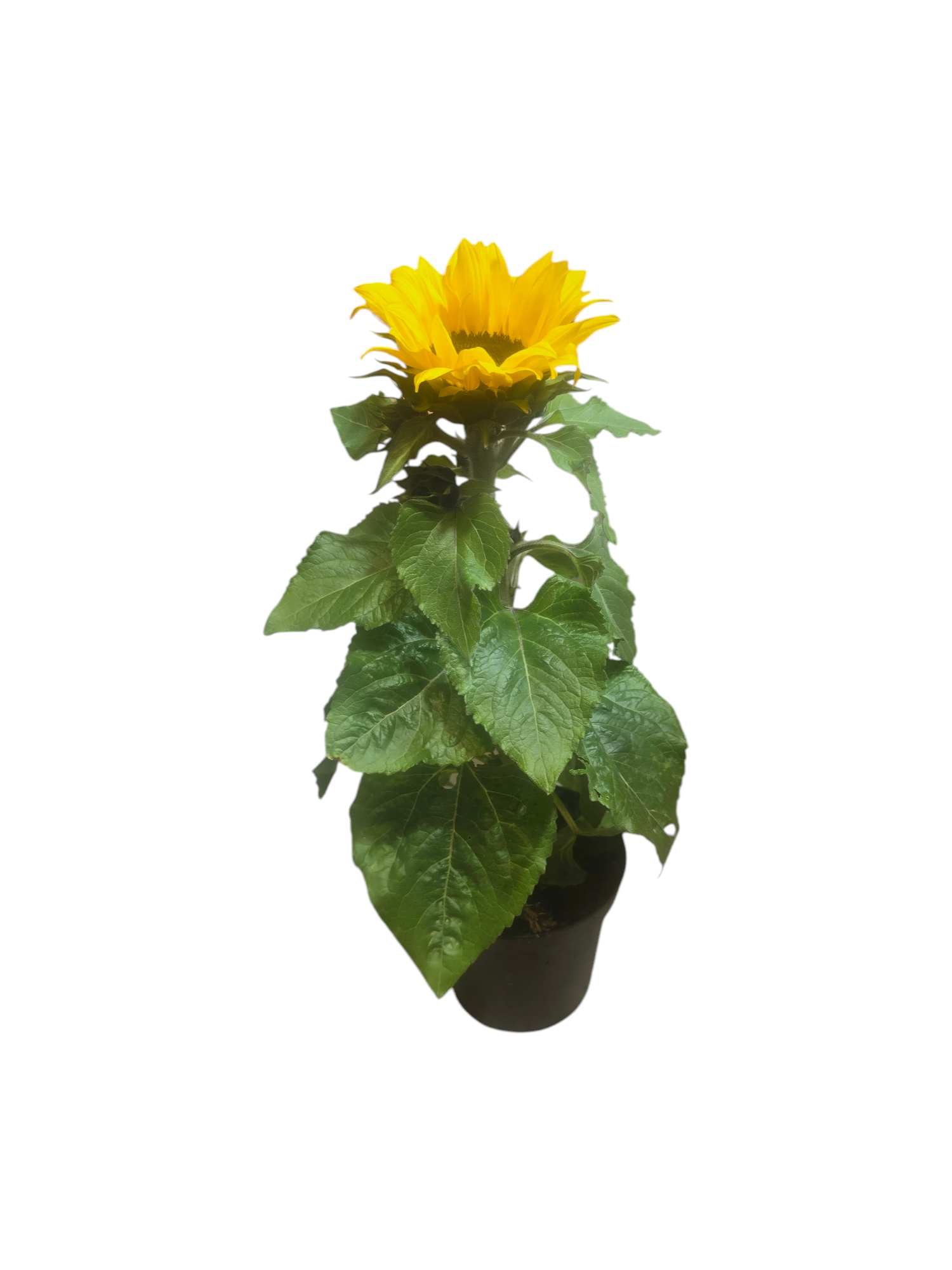 Pianta di Girasole - immagine 2