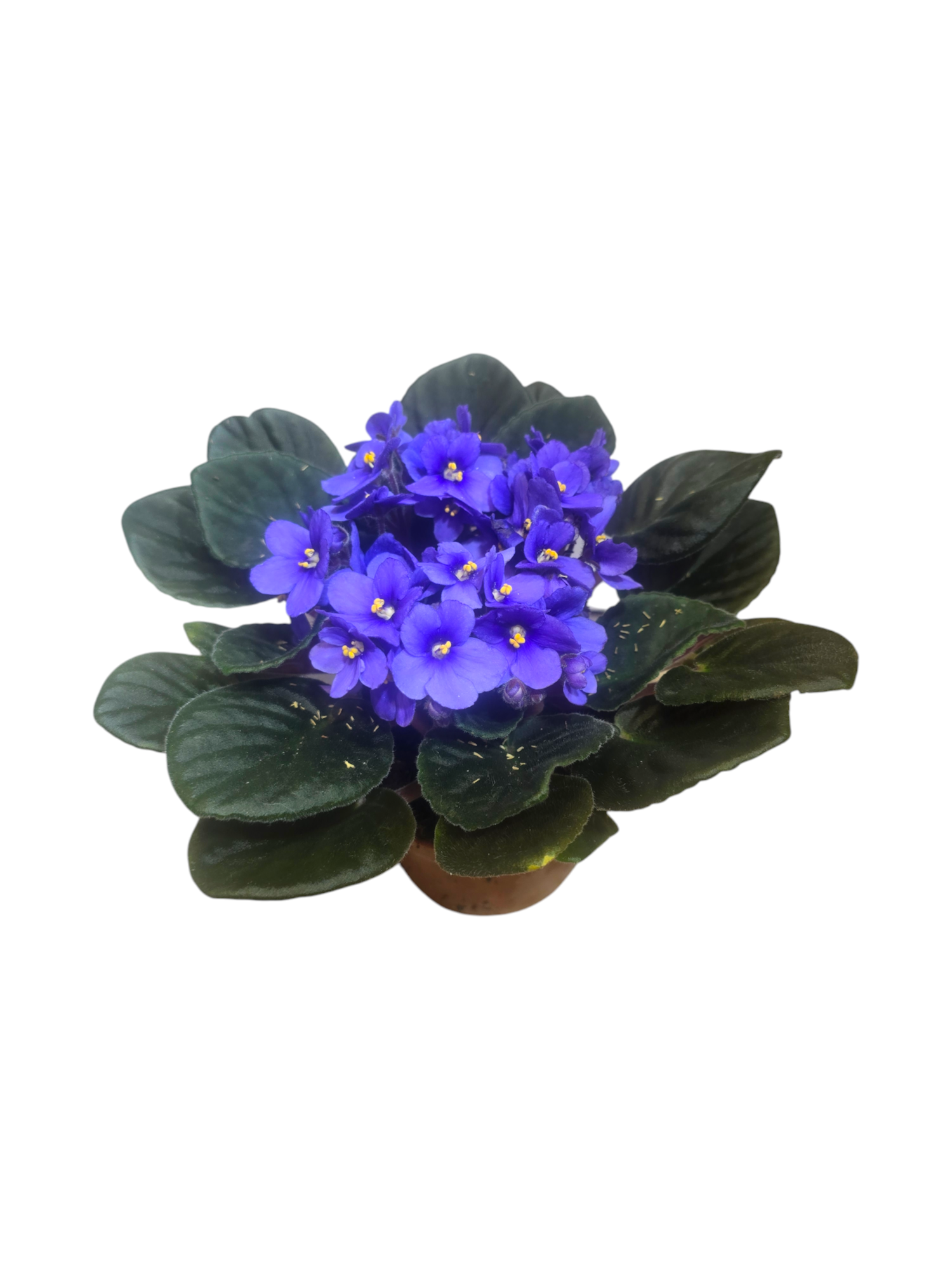 Saintpaulia - violetta africana - immagine 3