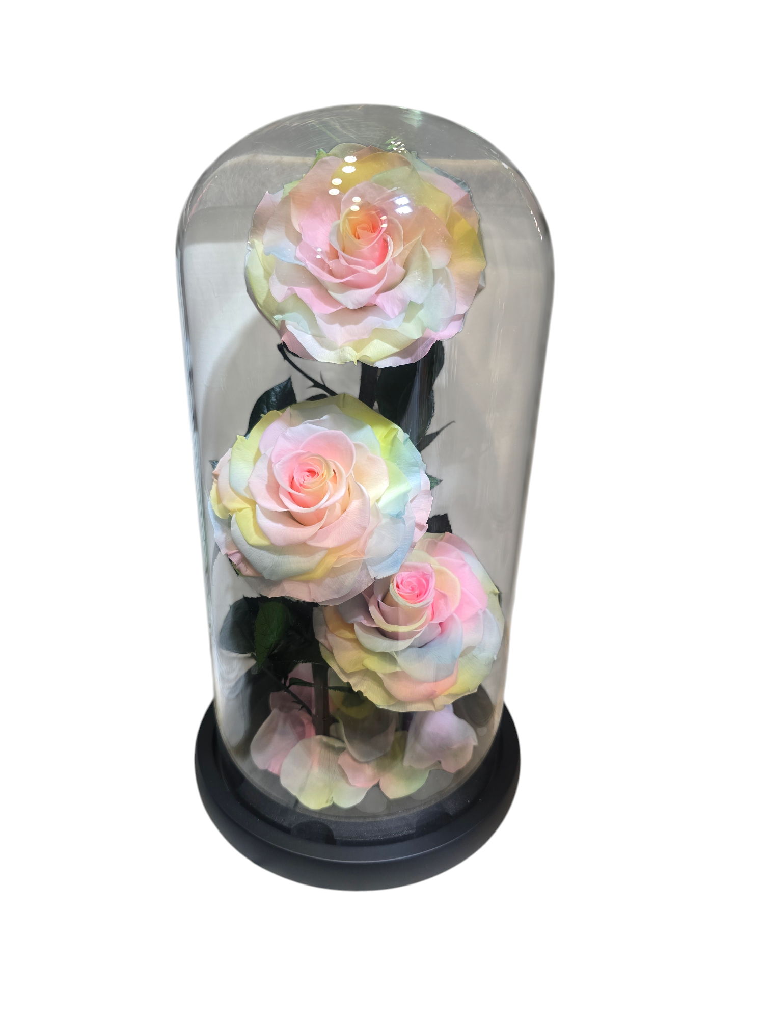 Cloche con 3 Rose Stabilizzate “Ieri, Oggi e Domani” – Decorazione Elegante sotto Vetro - immagine 2
