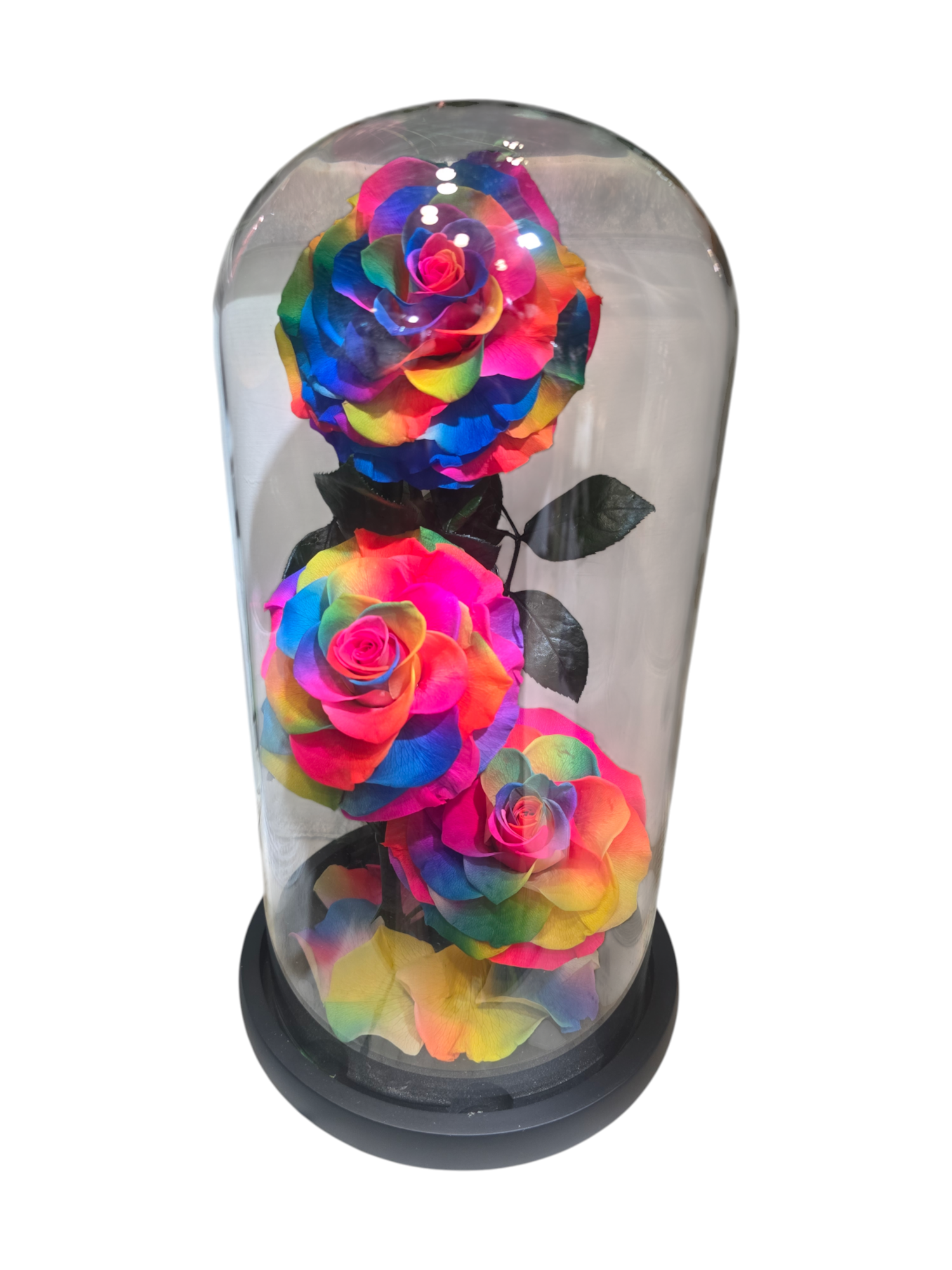 Cloche con 3 Rose Stabilizzate “Ieri, Oggi e Domani” – Decorazione Elegante sotto Vetro - immagine 3