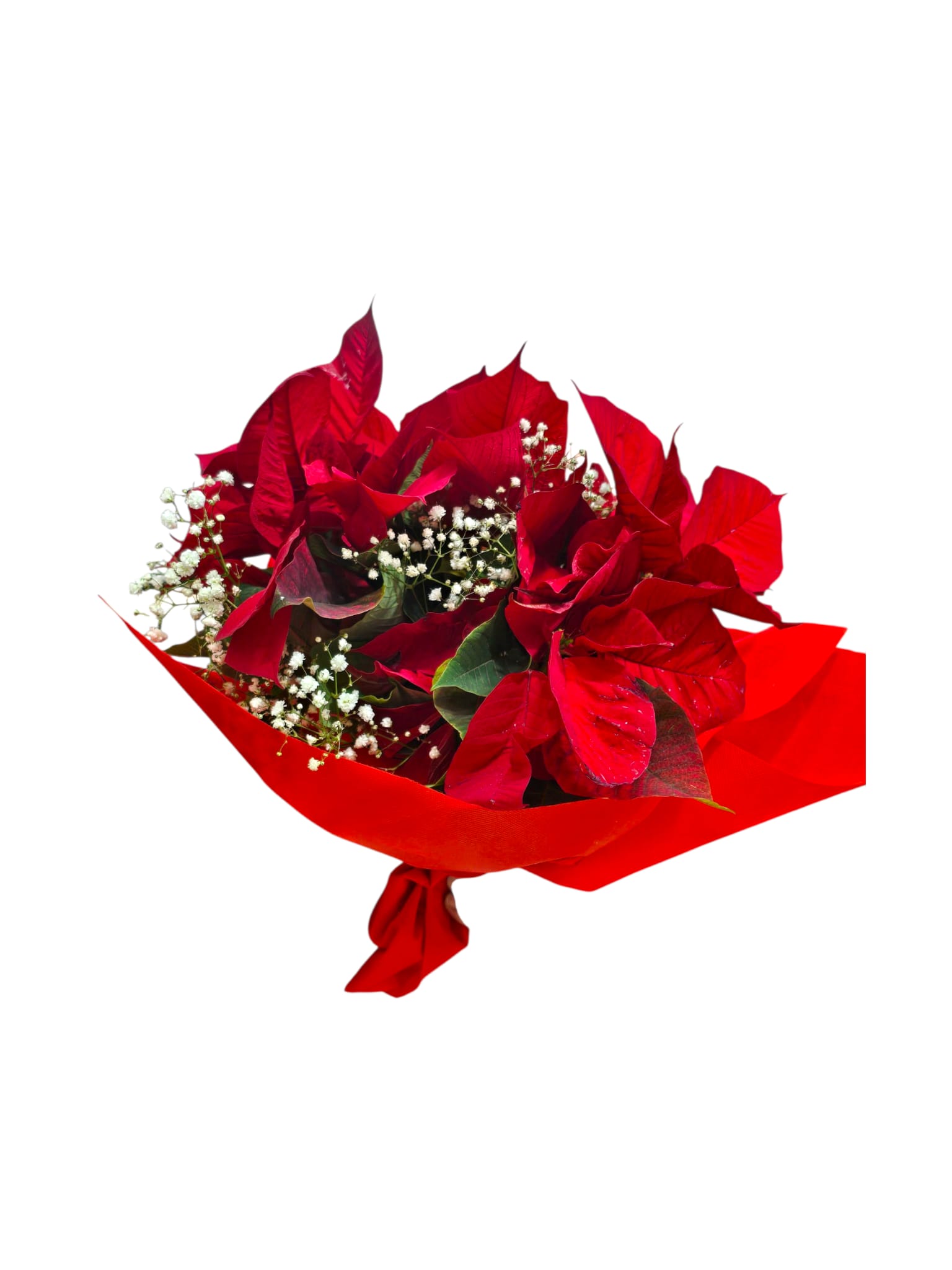Featured image for “Bouquet di Stelle di Natale – Fiori freschi recisi”