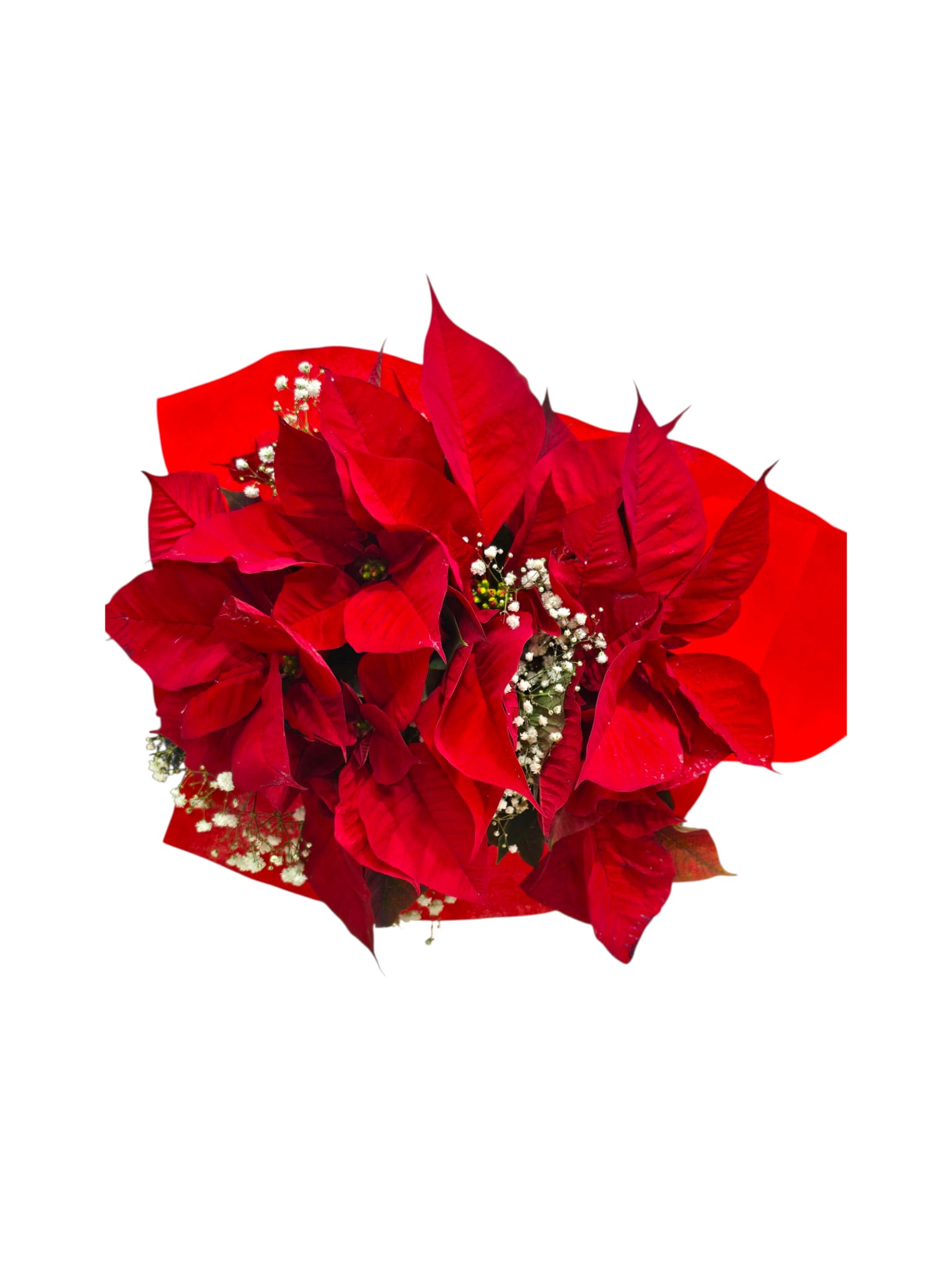 Bouquet di Stelle di Natale – Fiori freschi recisi - immagine 3