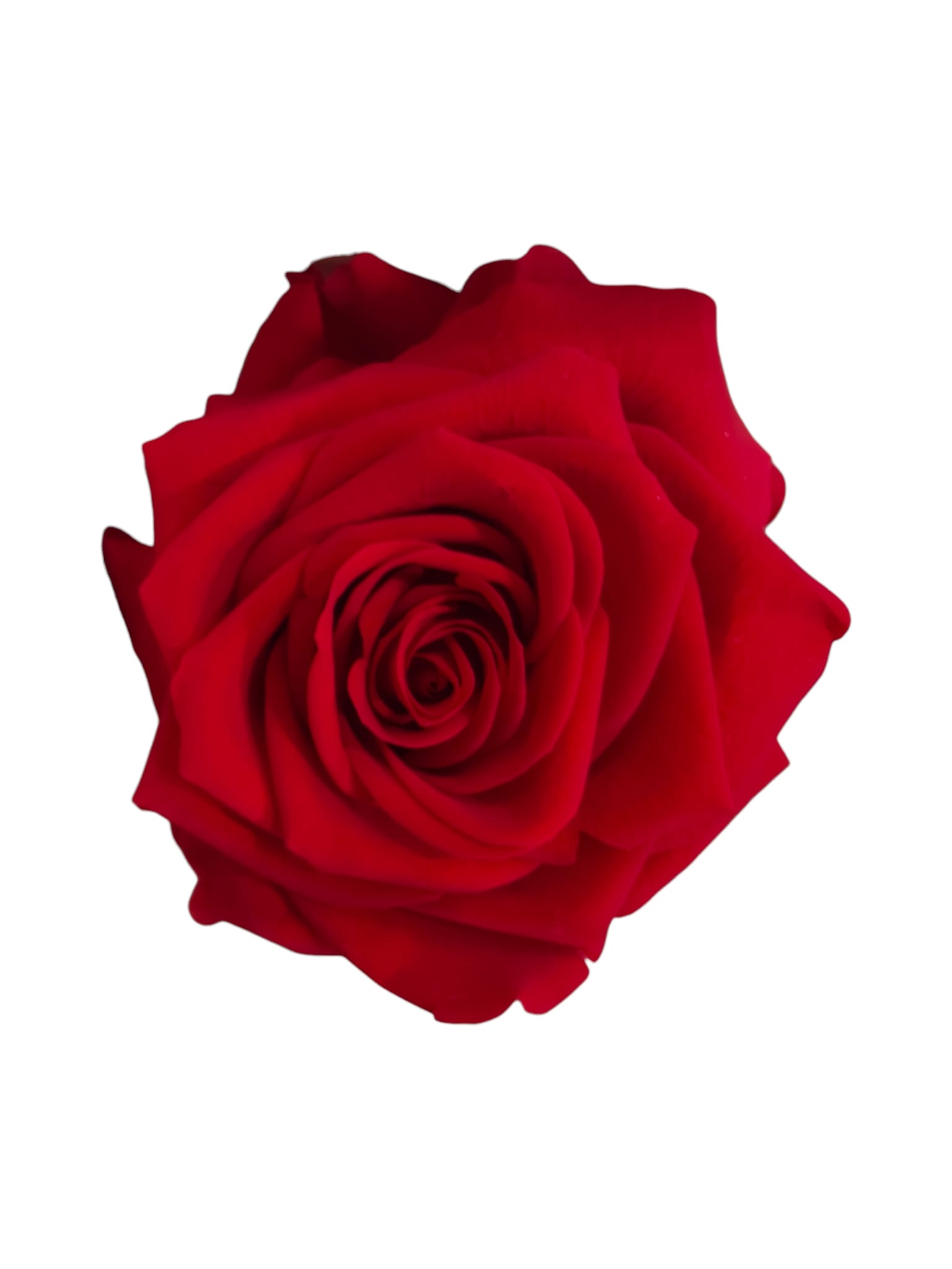 Rosa stabilizzata a gambo lungo in scatola – Eleganza che dura nel tempo - immagine 4
