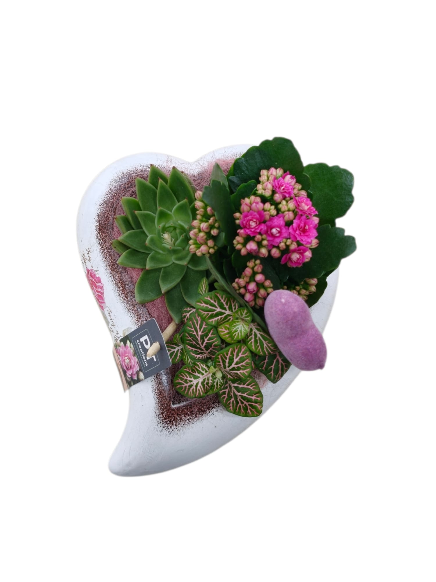 Featured image for “Cuore mix piante grasse”